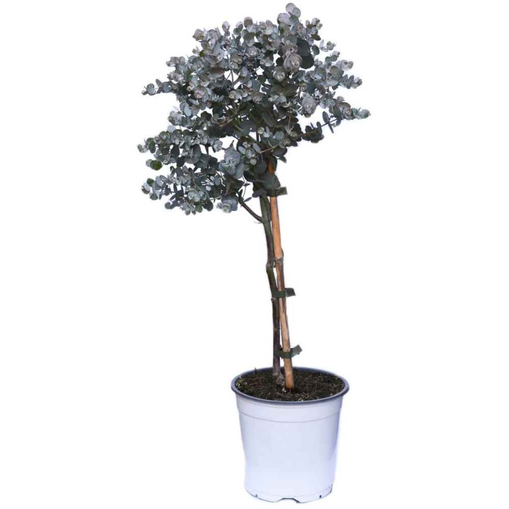 Thompson and Morgan Eucalyptus Gunnii Patio Standard Plant Pot 17cm with Extra Pot Image 4