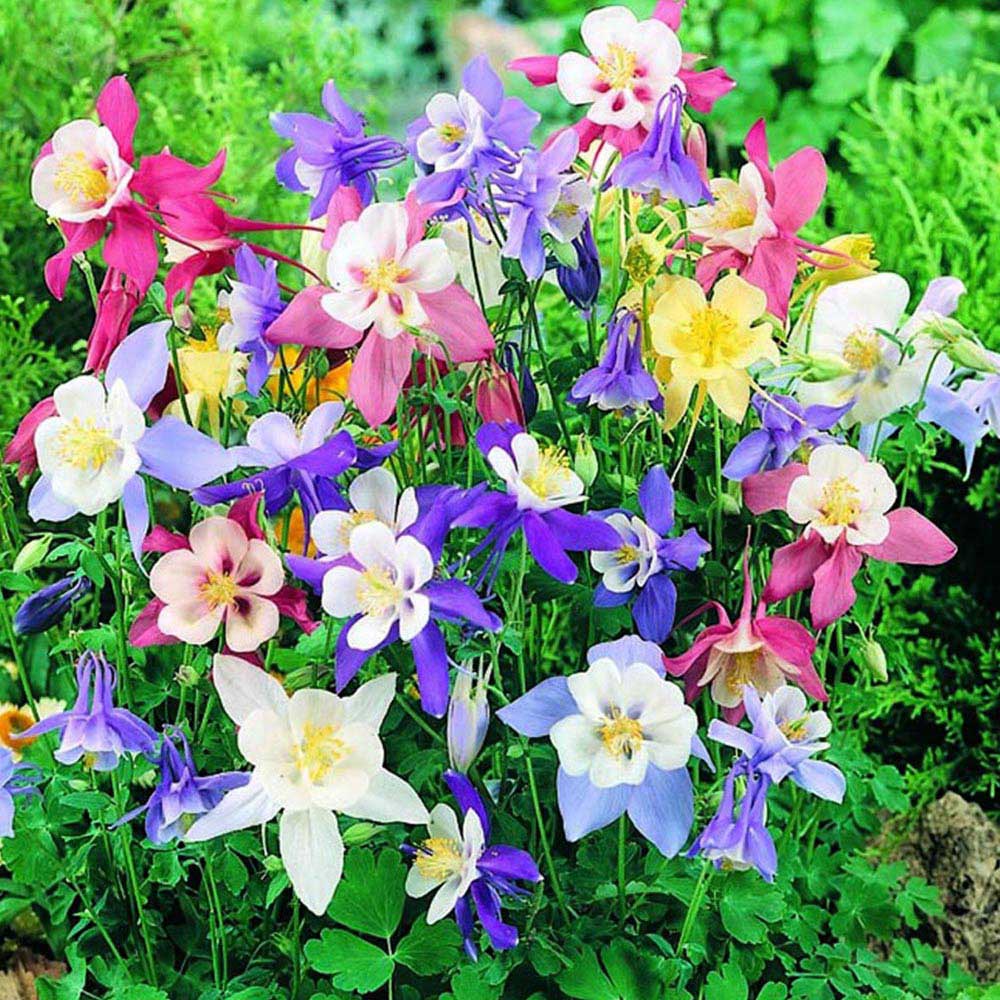 Wilko Aquilegia Mix Perennial Spring Planting Bulbs 3 Pack Image