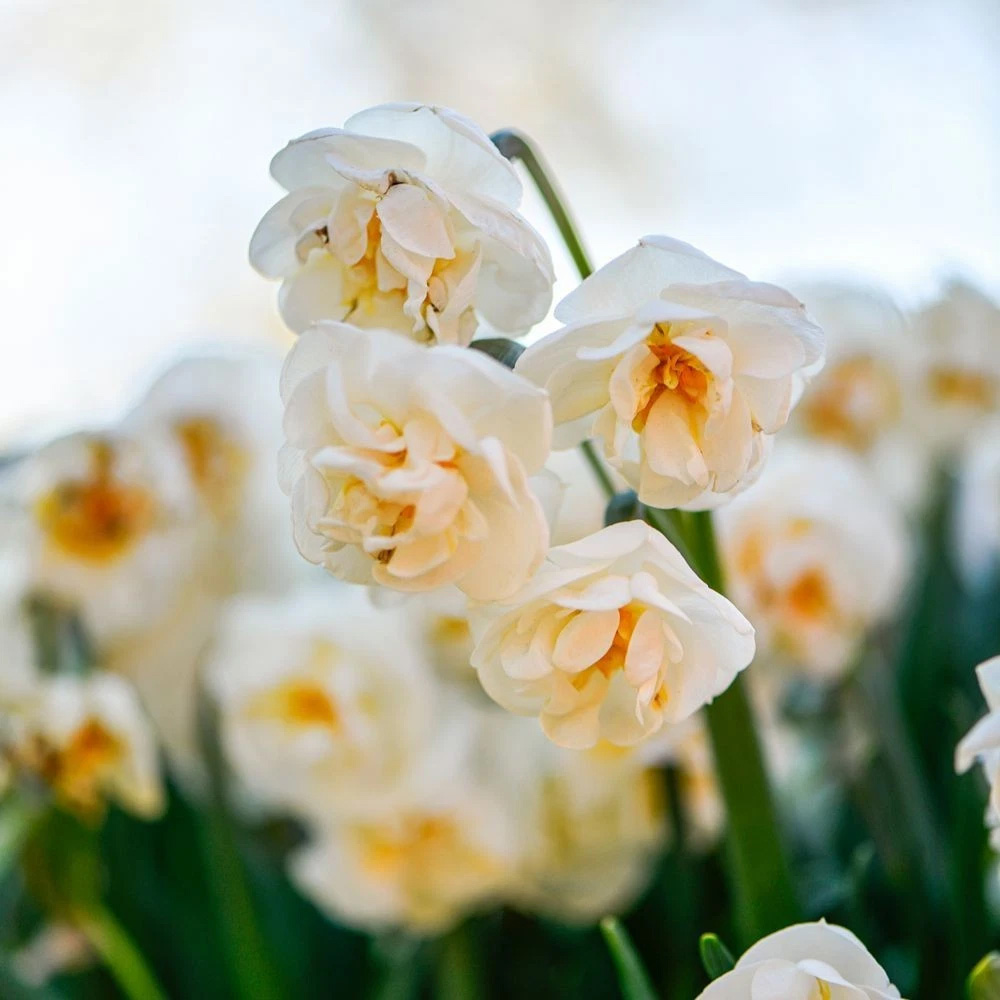 Thompson and Morgan Daffodil Bridal Crown Creamy White and Yellow Planting Bulb 8 Pack Image 2