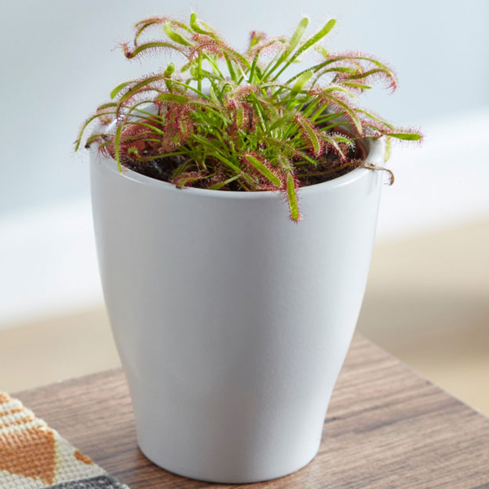 Thompson and Morgan Drosera Capensis Plant Pot 9cm Image 1