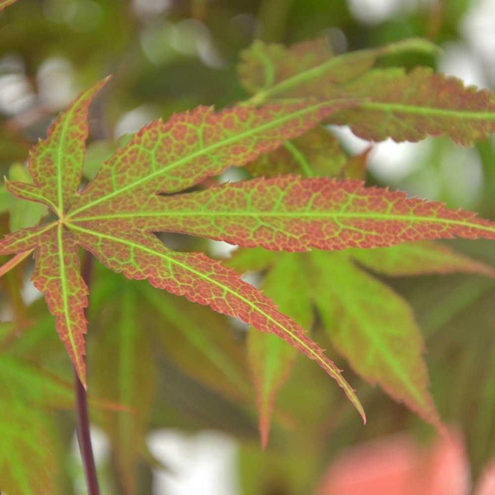 Thompson and Morgan Acer Palmatum Atropurpureum Plant Pot 7cm 2 Pack Image 2