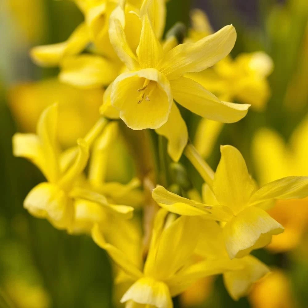 Thompson and Morgan Daffodil Hawera Planting Bulb 16 Pack Image 1