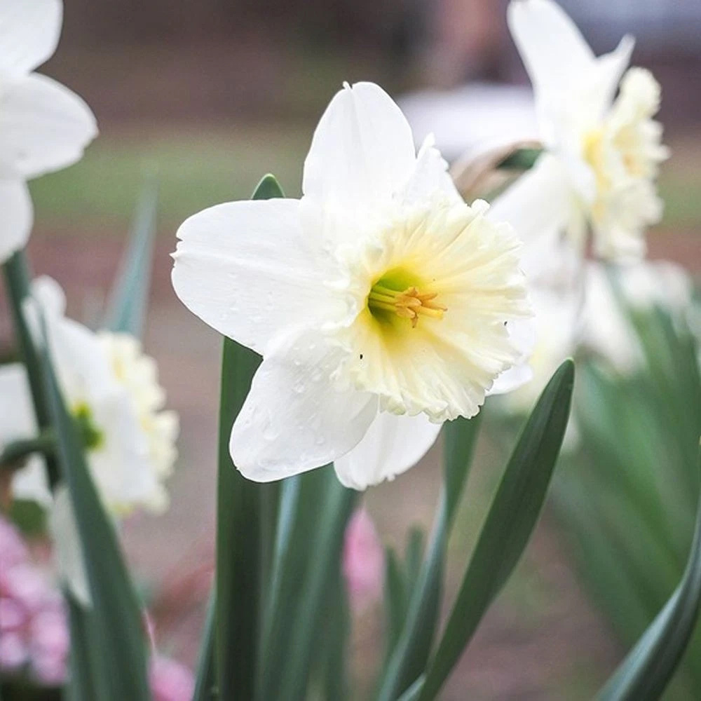 Thompson and Morgan Daffodil White Diamonds Mixture Autumn Planting Bulb 32 Pack Image 2