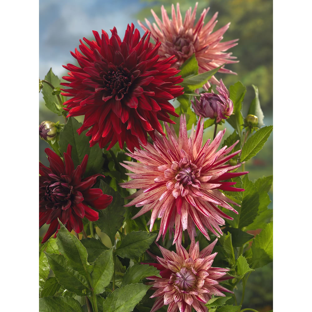 Wilko Dahlia Cactus Red/Red-White Mix Spring      Planting Bulbs 3 pack Image