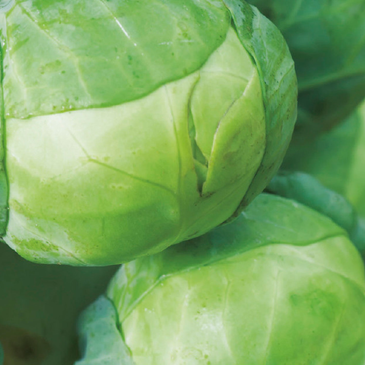 Johnsons Organic Igor F1 Brussels Sprout Seeds Image 1