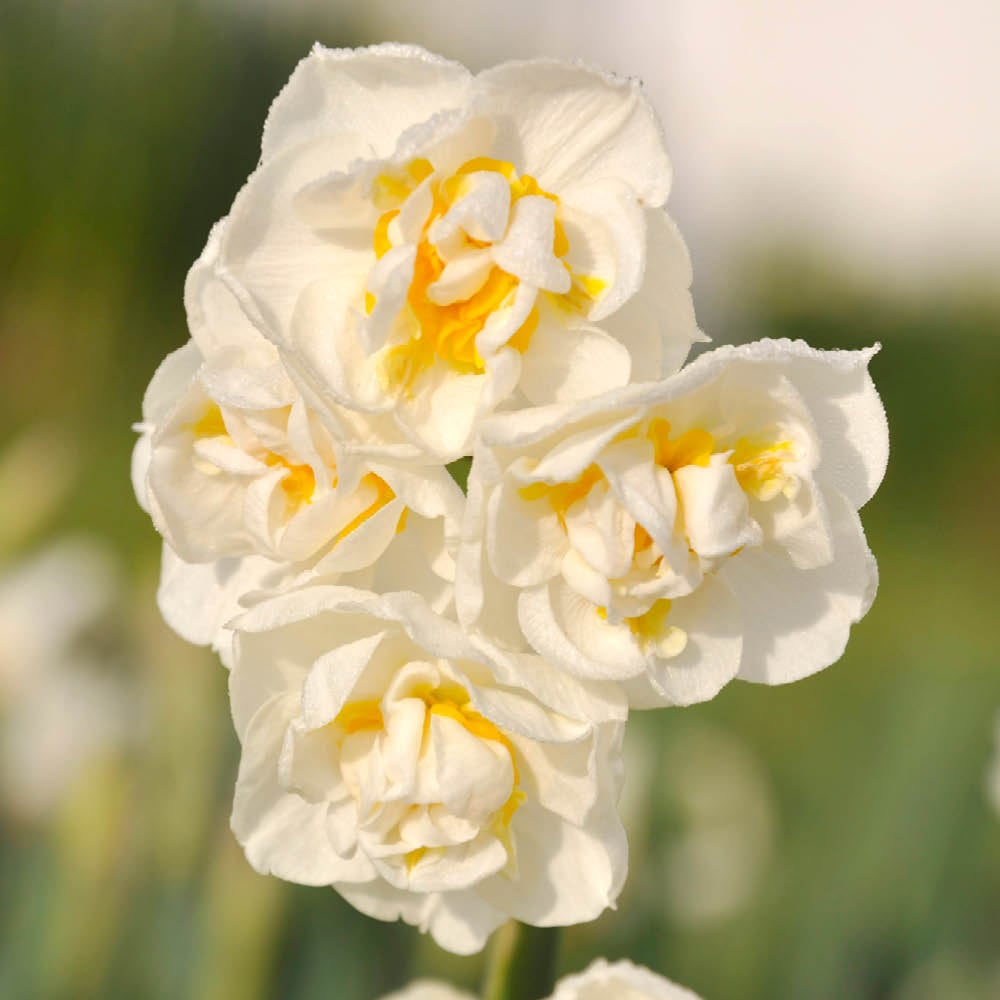 YouGarden Narcissus Bridal Crown Planting Bulb 30 Pack Image 1