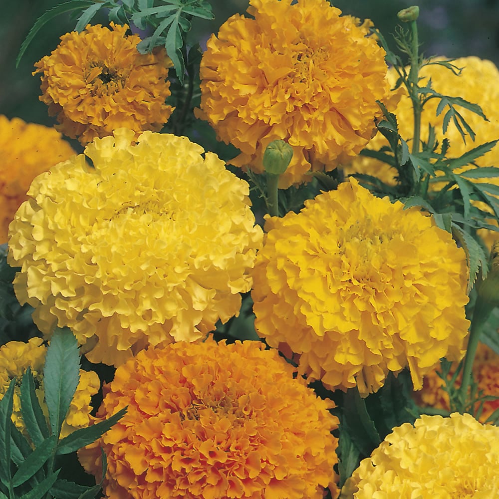 Johnsons Marigold African Double Mix Seeds Image 1