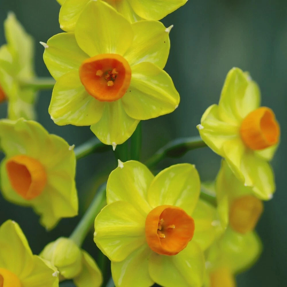 Thompson and Morgan Daffodil Golden Dawn Planting Bulb 8 Pack Image 1