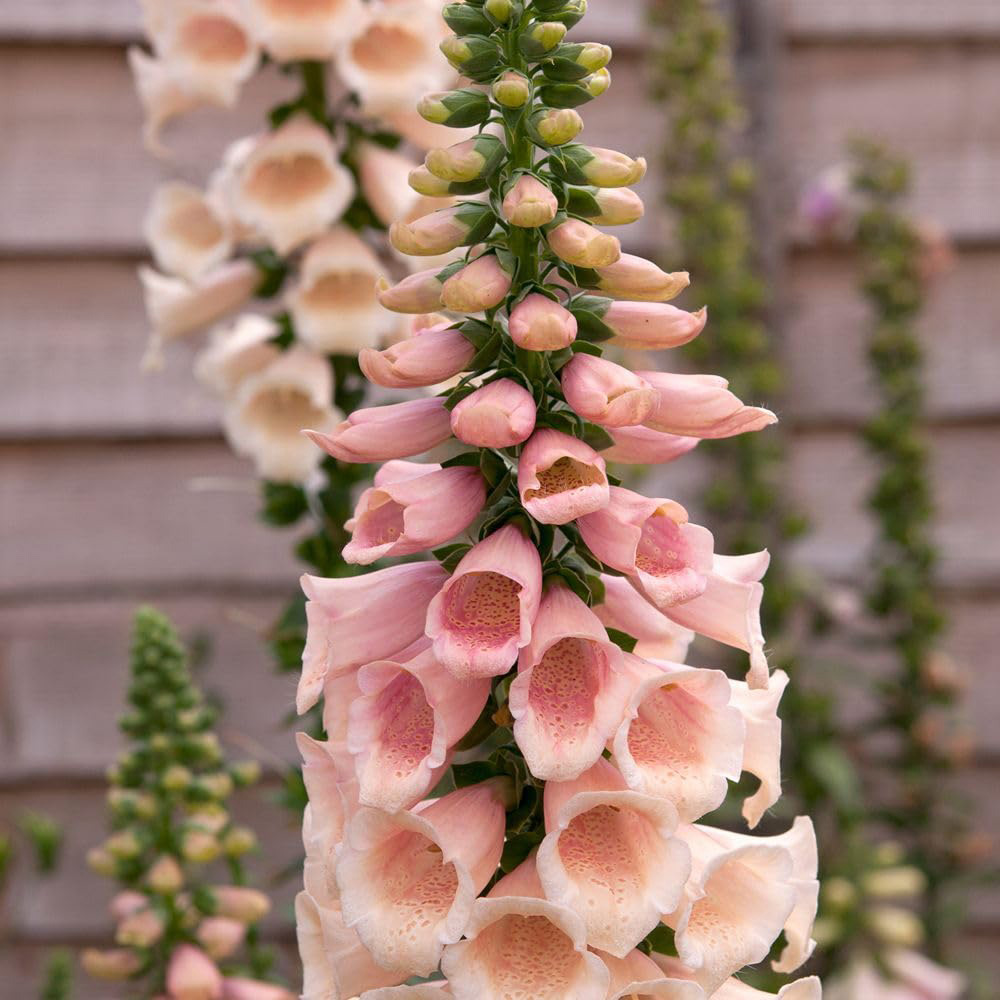 Thompson and Morgan Digitalis Foxglove Dalmatian Peach Plant Plug 24 Pack Image 3