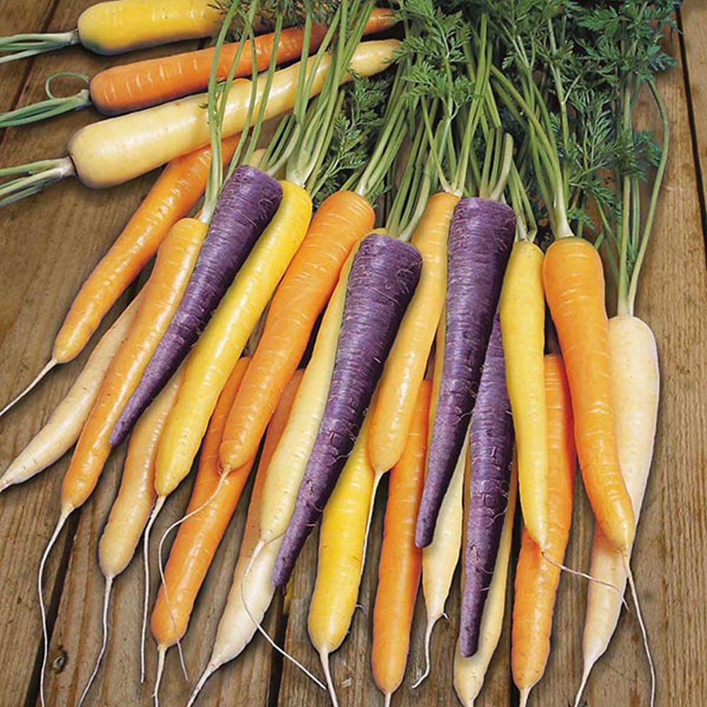 Wilko Carrot Harlequin F1 Seeds Image 1