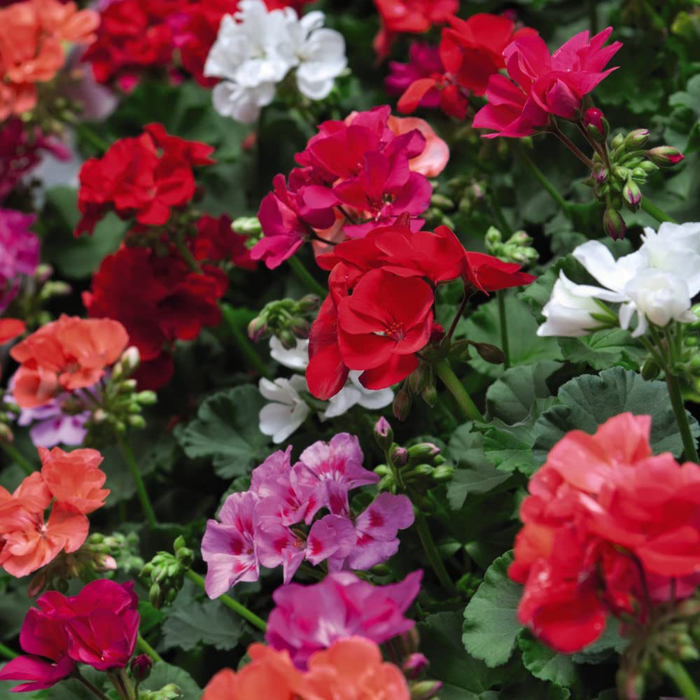 Thompson and Morgan Garden Container Collection Garden Ready Plant 120 Pack Image 2