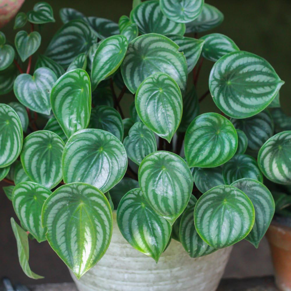 Thompson and Morgan Peperomia Argyreia Plant Pot 12cm Image 1