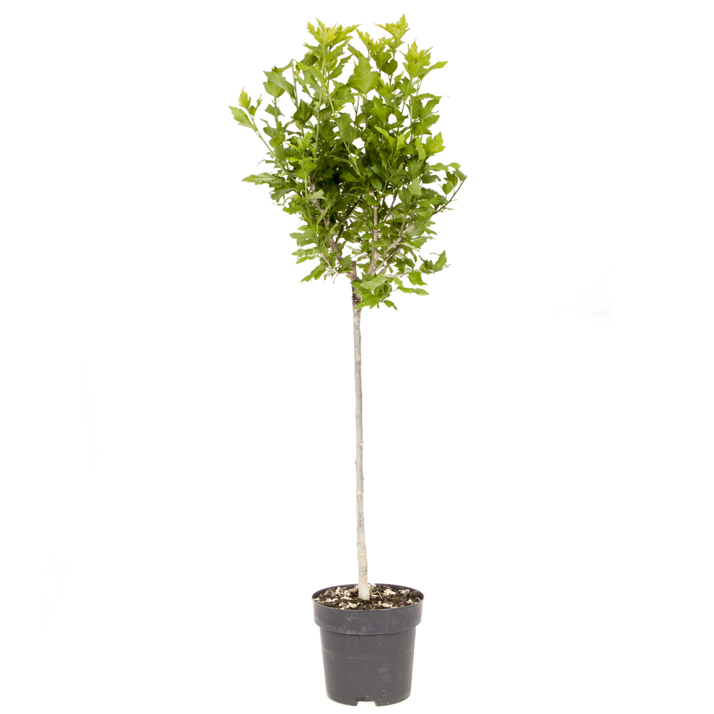 Wilko Hibiscus Marina Blue Standard Tree Image 4