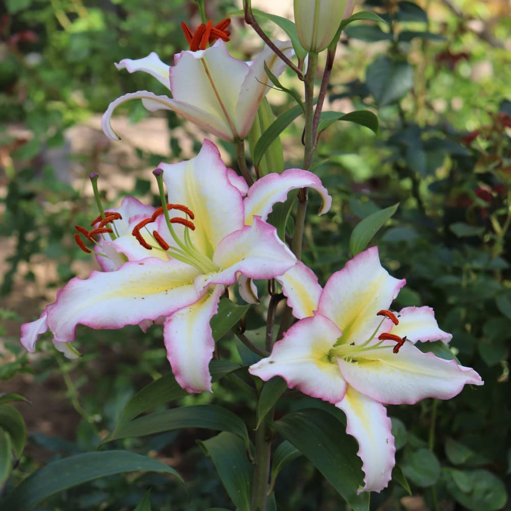 Thompson and Morgan Lily Primrose Hill Planting Bulb 10 Pack Image 2