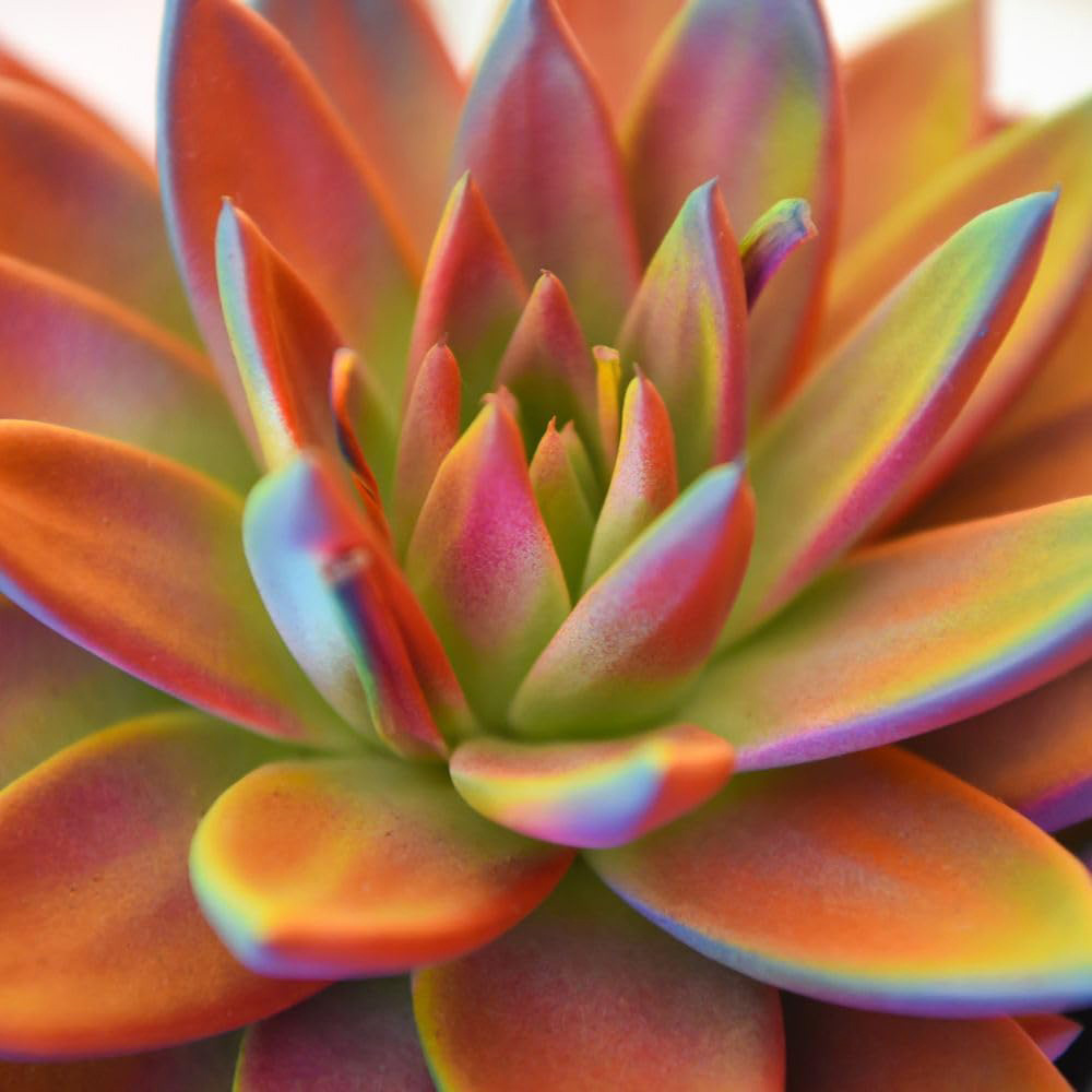 Thompson and Morgan Echeveria Miranda Chameleon Plant Pot 12cm 2 Pack Image 2