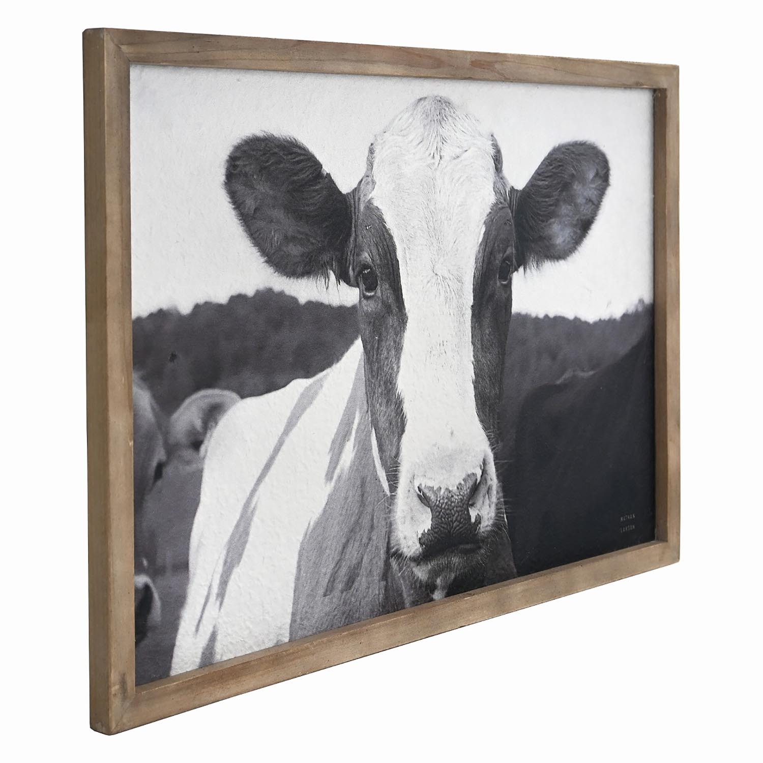 Friesian Cow Textured Framed Print - Black and White Image 2