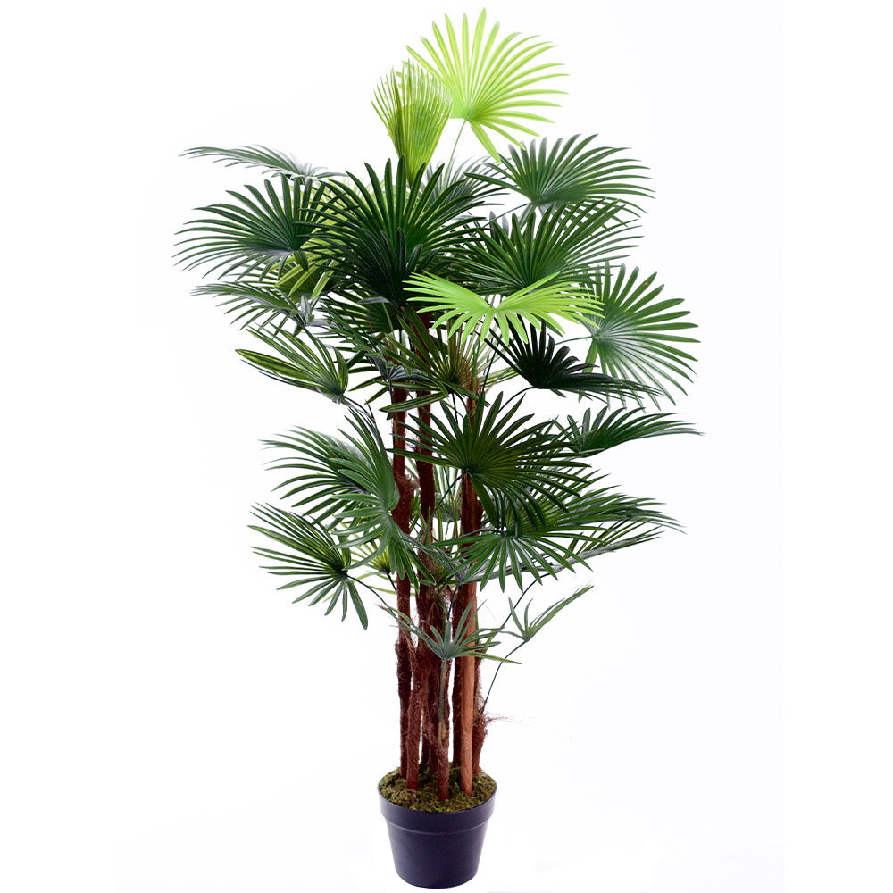4ft Spider Palm Tree Image 1