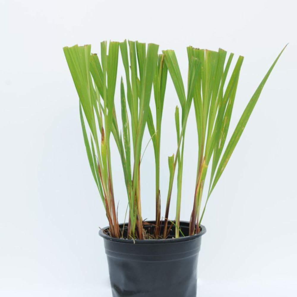 Thompson and Morgan Crocosmia Lucifer Potted Plant 1L 2 Pack Image 2