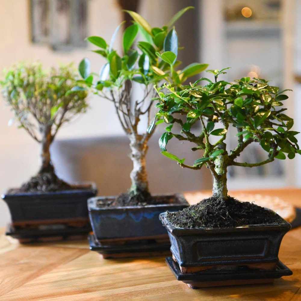 Thompson and Morgan Bonsai Mix in Ceramic Potted Plant 16cm 2 Pack Image 1