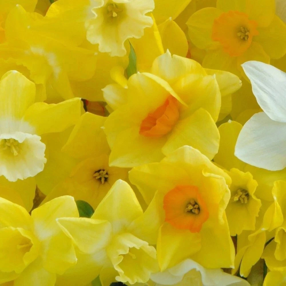 Thompson and Morgan Daffodil Jonquilla Martinette Planting Bulb 16 Pack Image 5