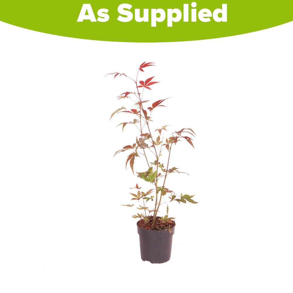YouGarden Acer Palmatum Atropurpureum Plant Pot 10.5cm Image 4