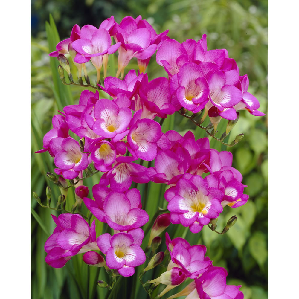 Wilko Freesia Single Pink Spring Planting Bulbs   25pk Image