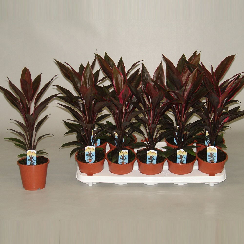 Thompson & Morgan Cordyline Tango Potted Plant 12cm Image 5