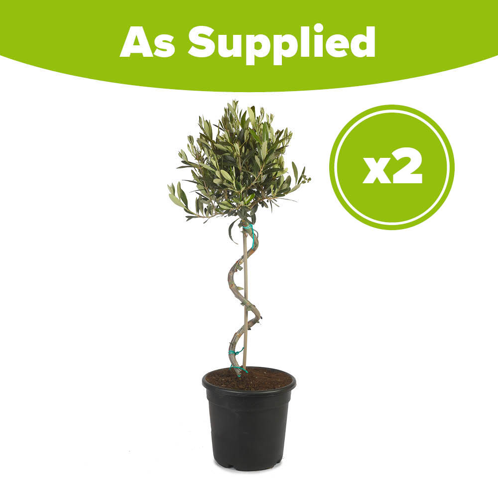 YouGarden Spiral Olive Tree Pot 70-80cm 2 Pack Image 3