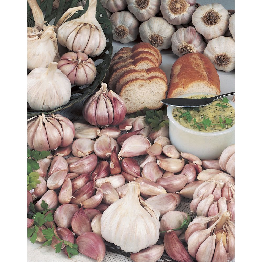 Wilko Autumn Bulbs Garlic 3pk Image 2