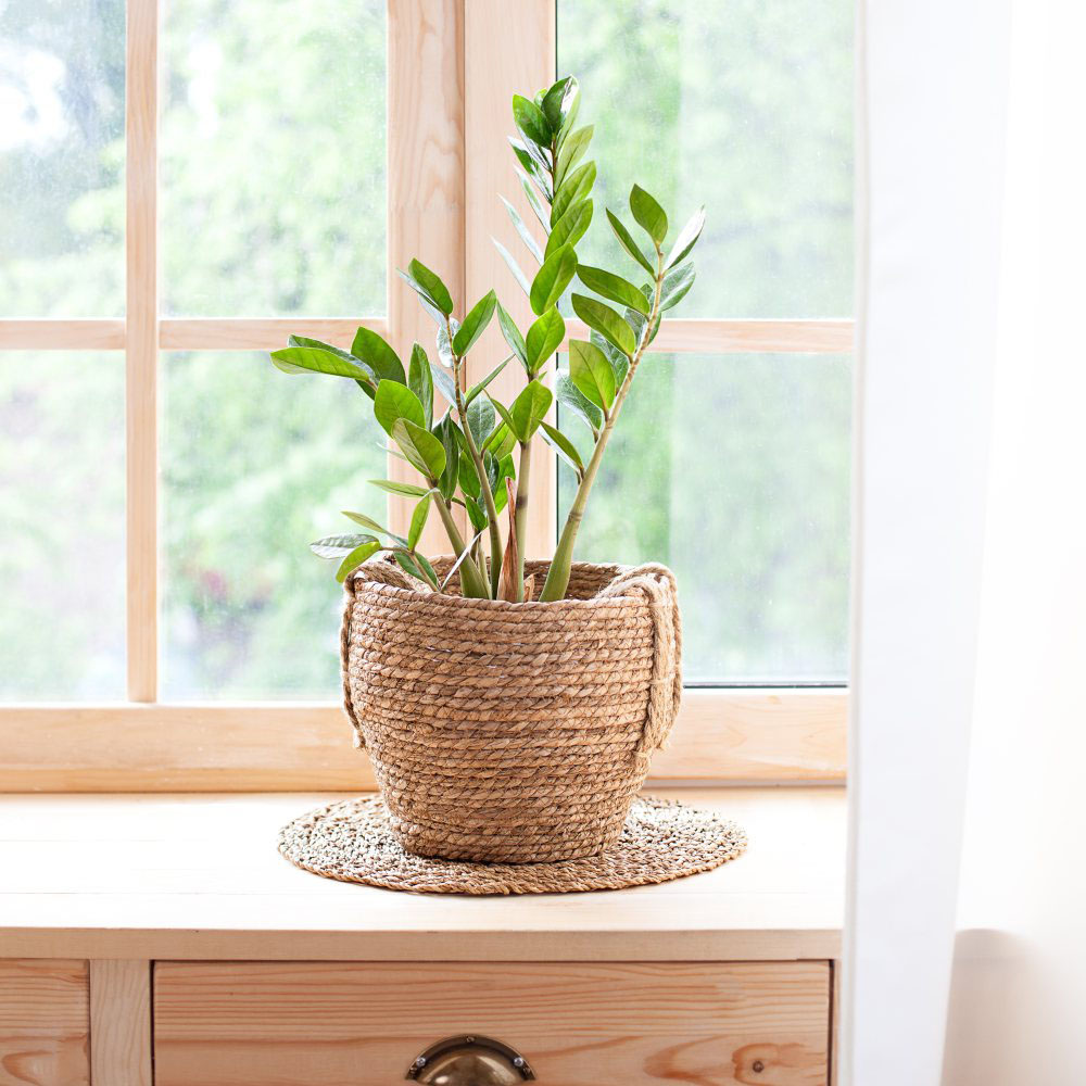 Thompson & Morgan Zamioculcas Zamiifolia Potted Plant 14cm Image 4