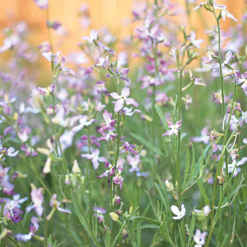 Thompson & Morgan Stock Night Scented Seeds Image 2