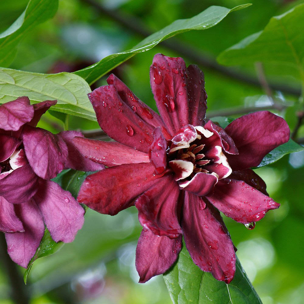 Thompson and Morgan Carolina Allspice Calycanthus Floridus Plant Pot 9cm Image 3