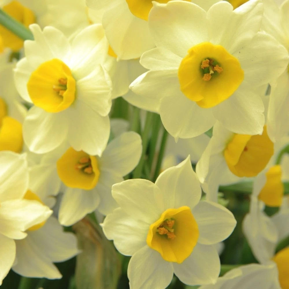 Thompson and Morgan Daffodil Jonquilla Sundisc Planting Bulb 16 Pack Image 1