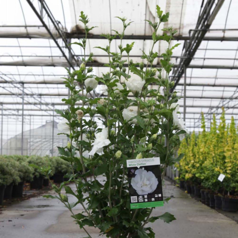 Thompson and Morgan Hibiscus Syriacus White Chiffon Plant Pot 18L Image 3