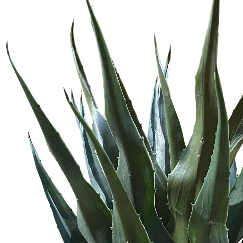 Botanik Agave Tropical Yucca Artificial Tree 70cm Image 3