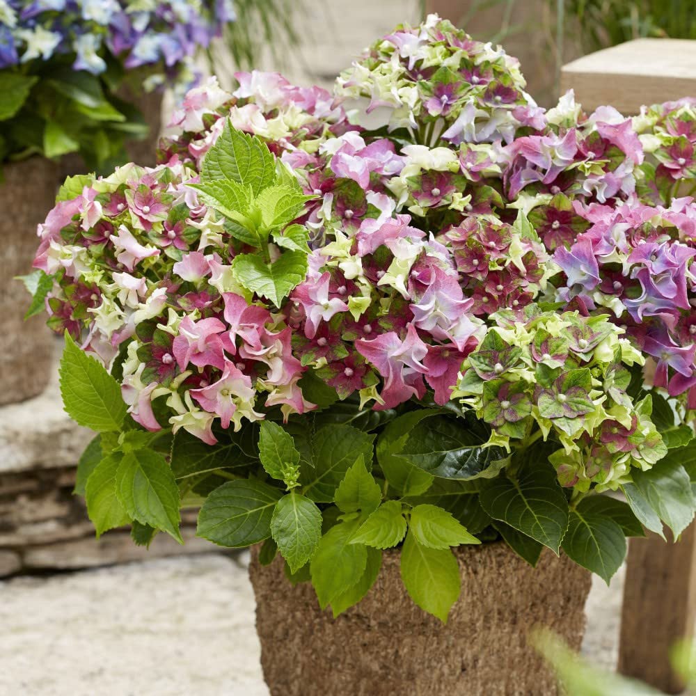 Thompson and Morgan Hydrangea Lady Mata Hari Pink Plant Pot 2L Image 4