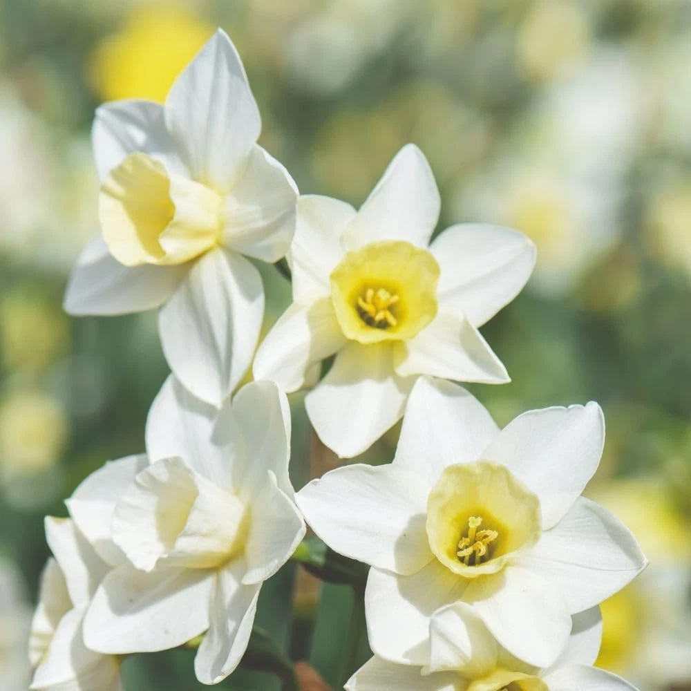 Thompson and Morgan Daffodil Jonquilla Pueblo Planting Bulb 8 Pack Image 1