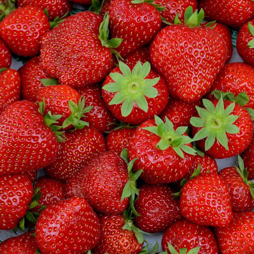 Wilko Strawberry Grow Kit Image 2