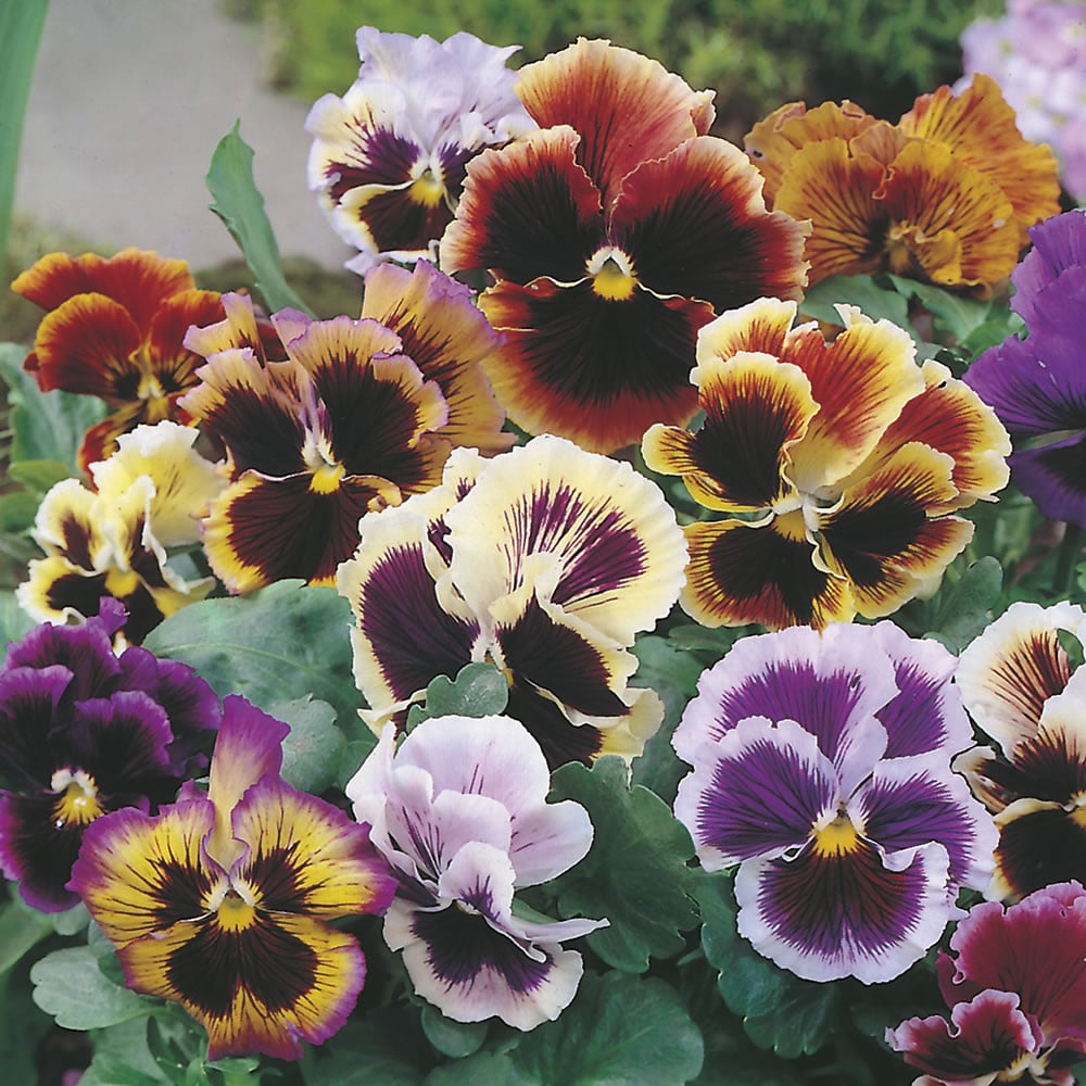 Johnsons Pansy Rococo Mix Flower Seeds Image 1