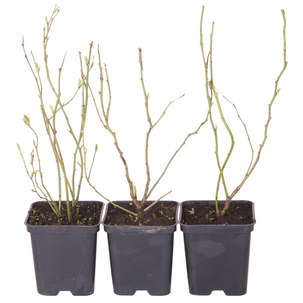 wilko Blueberry Collection Plant Pot 9cm 3 Pack Image 4