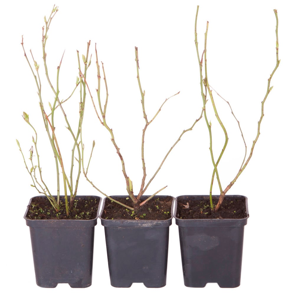 YouGarden Blueberry Collection Plant Pot 9cm 3 Pack Image 4