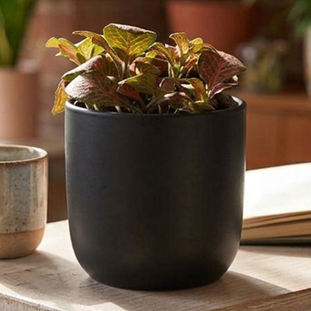 Thompson and Morgan Fittonia Mosaic Red Tiger Plant Pot 8.5cm 2 Pack Image 1