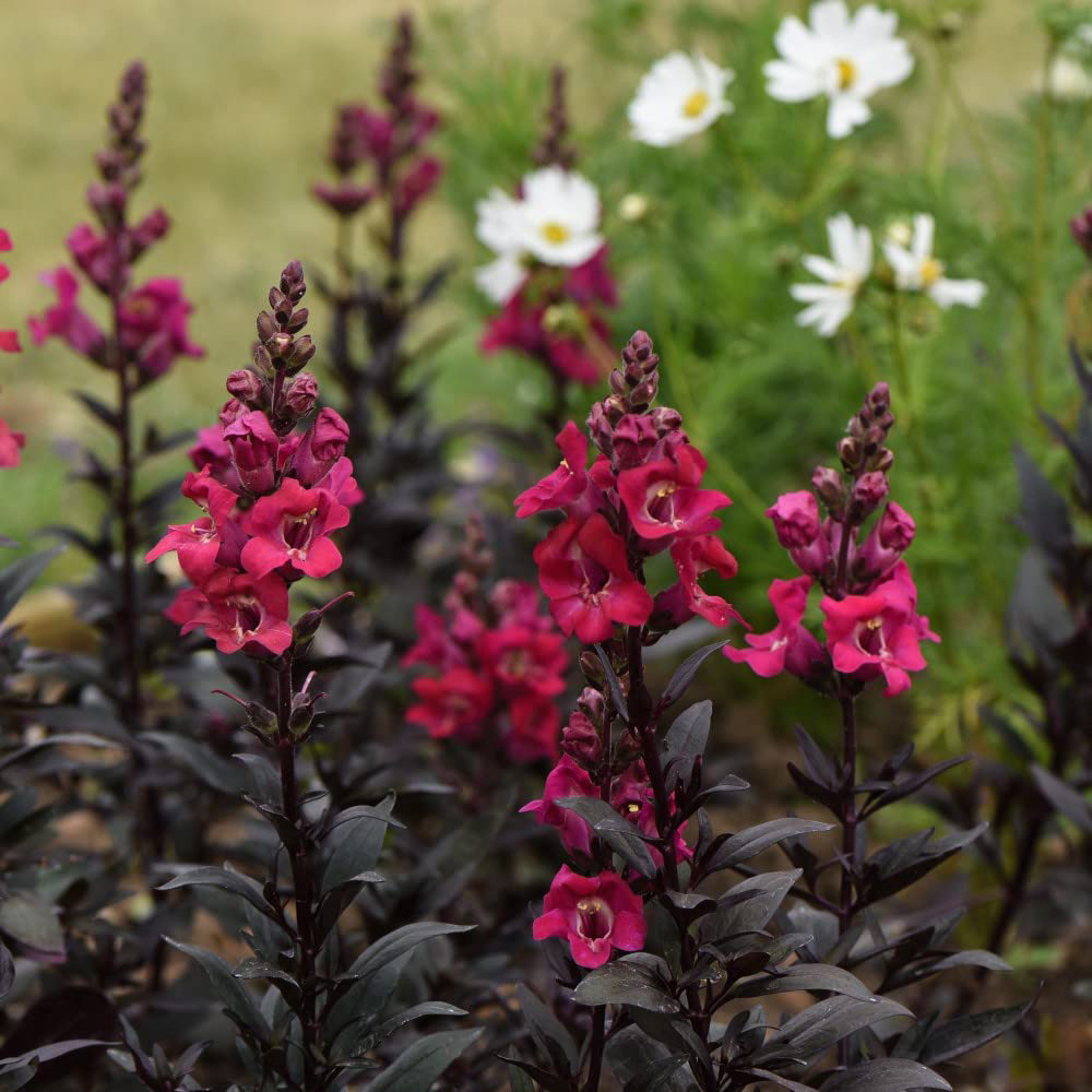 Thompson & Morgan Antirrhinum Mini Cherry Cola Seeds Image 2
