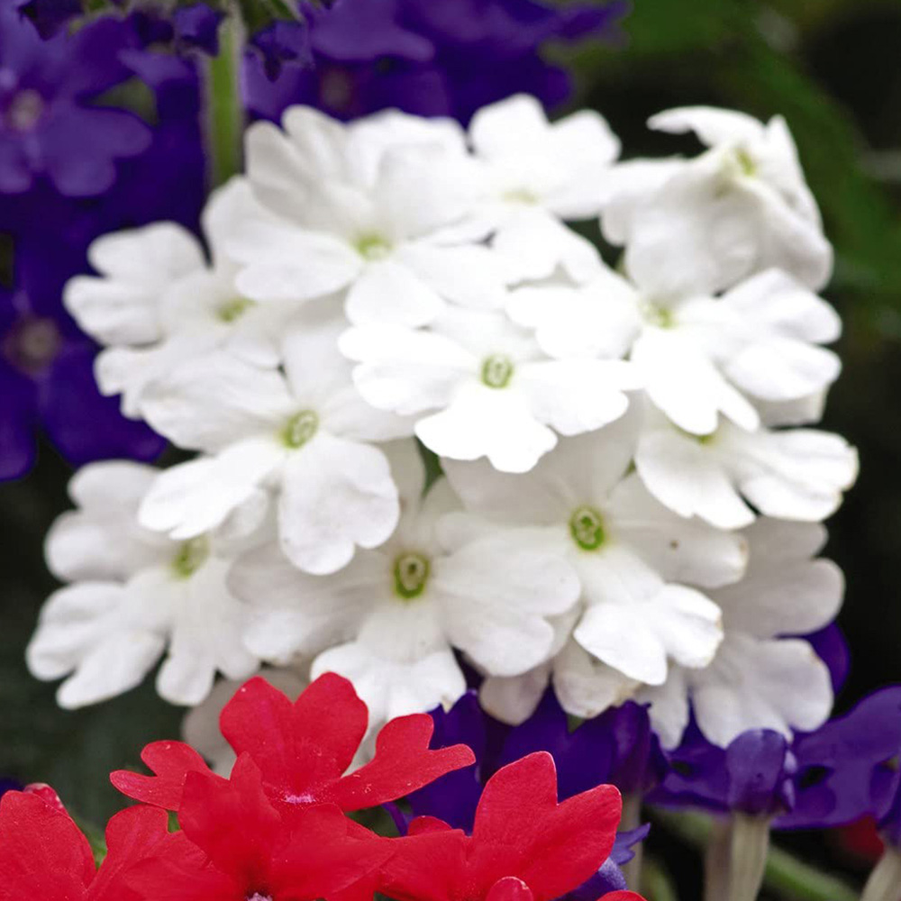 Thompson and Morgan Verbena Union Jack Garden Ready Plant 15 Pack Image 4
