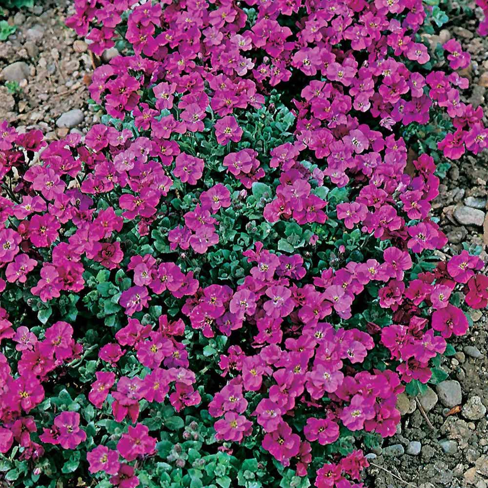 Johnsons Seeds Aubreita Red King Image 1