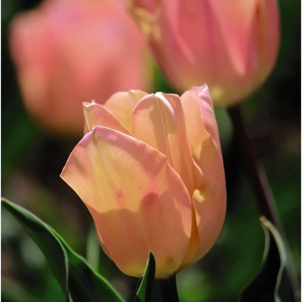 Thompson and Morgan Tulip Apricot Beauty Autumn Planting Bulb 16 Pack Image 4