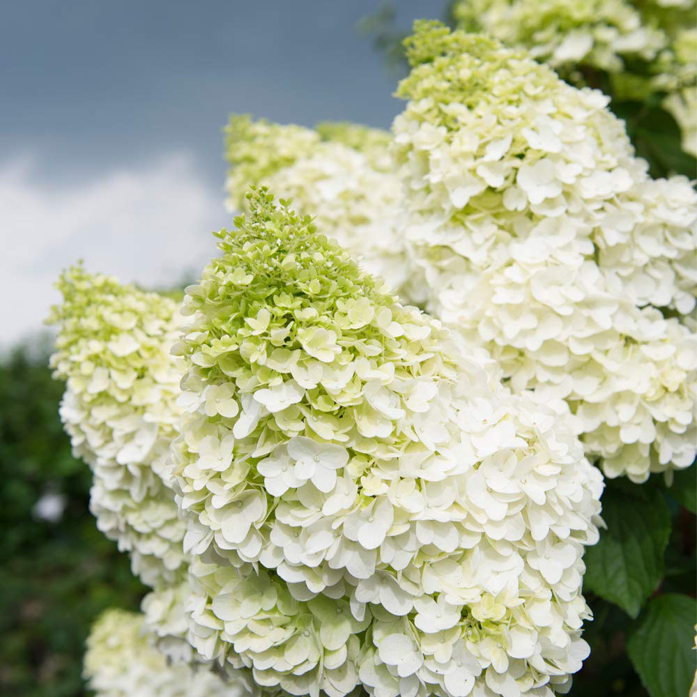 Thompson and Morgan Hydrangea Magical Moonlight Plant Pot 9cm 2 Pack Image 2