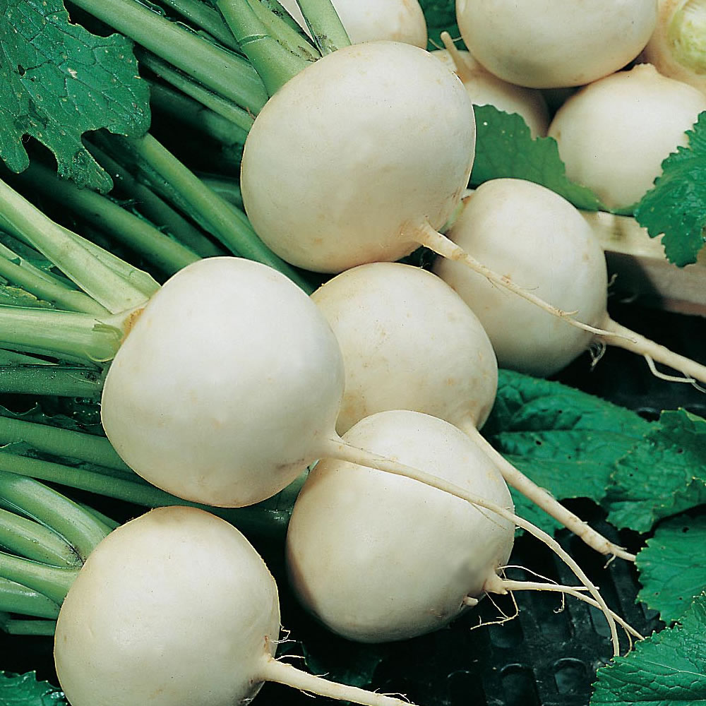 Wilko Turnip Snowball Seeds Image 1