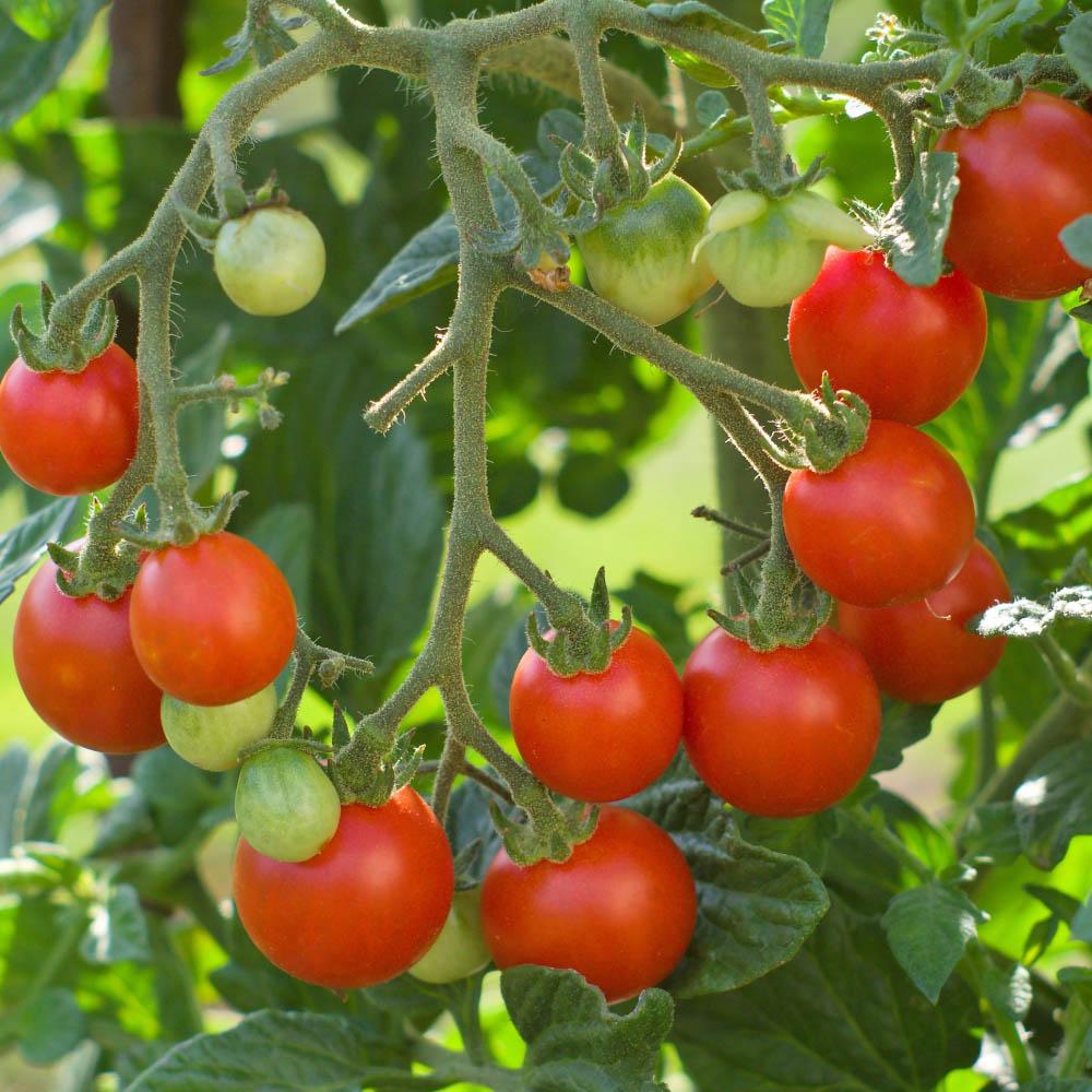Thompson and Morgan Tumbling Tom Red Tomato Seeds Image 1