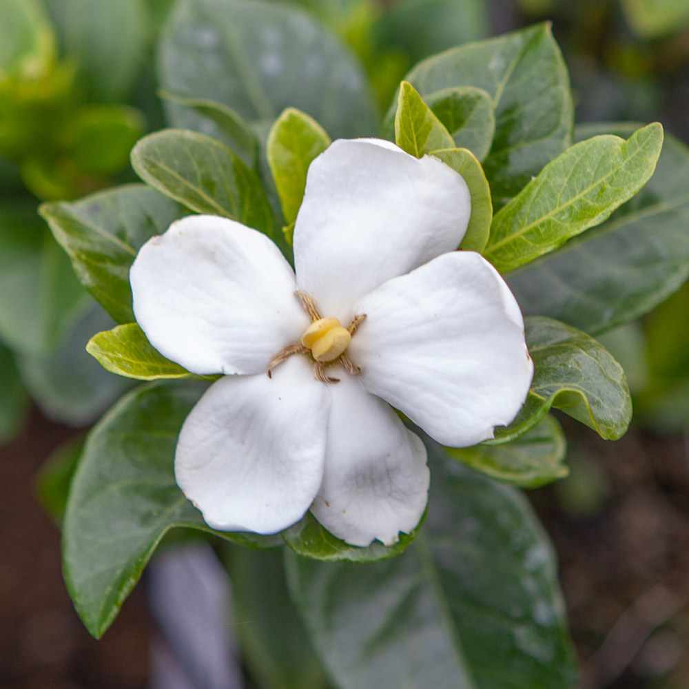 YouGarden Gardenia Kleims Hardy Plant Pot 9cm 3 Pack Image 2